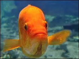 Que signifie l'expression Se sentir comme un poisson dans l'eau ?