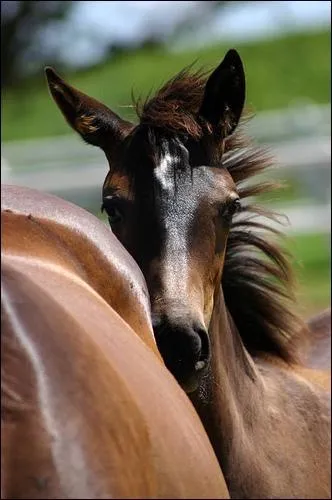 Quel est cet en-tte ?