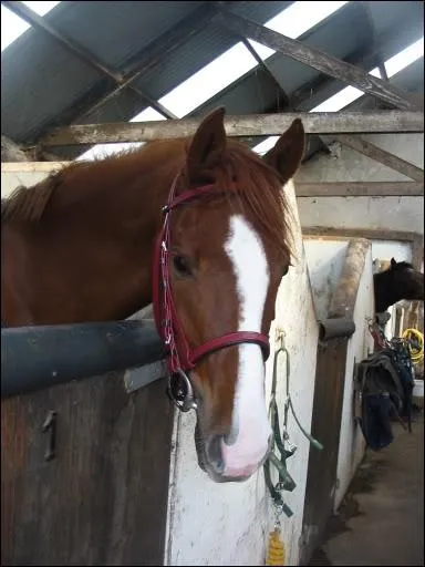 Comment appelle-t-on cet en-tte ?