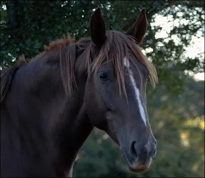 C'est une ligne fine blanche qui parcourt le chanfrein jusqu'aux naseaux et  la bouche, c'est l'en-tte le plus courant chez les quids, je veux parler de :