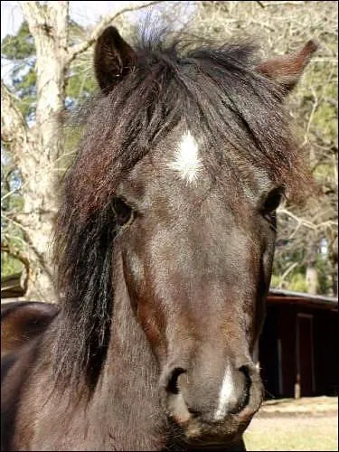 Cet en-tte forme une sorte de 'boule' forme de poils blancs. Elle se situe toujours sur le front du cheval, c'est :