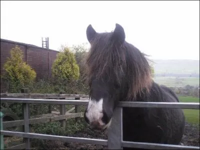 Comment appelle-t-on cette marque blanche qui se situe que sur le devant des naseaux ?