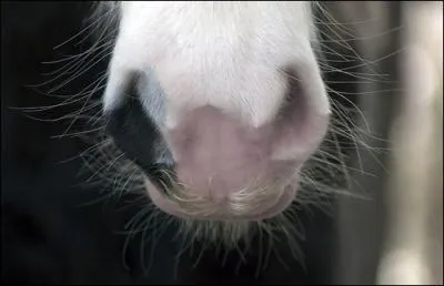 Cette caractristique dsigne une tendue dcolore par l'absence de pigmentation, situe principalement au niveau des naseaux et des lvres. Elle est due  un coup de soleil sur une peau rose, c'est