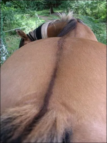 Cette fine ligne noire ou fonce se situe sur le dos du cheval, au niveau de la colonne vertbrale, allant du garrot  la queue. Elle est prsente chez les chevaux isabelles, c'est :