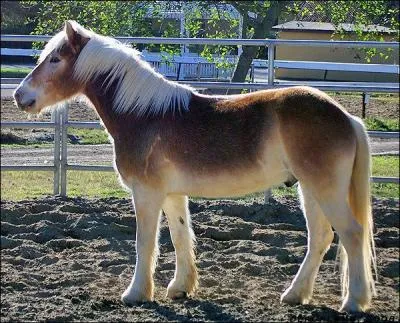 On trouve cette particularit sur une robe fonce, en effet, le ventre parat plus clair que le reste du corps. Je vous dfinis :