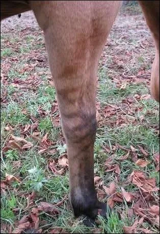 Ces lignes noires sont prsentes sur une robe isabelle, elles sont plus ou moins circulaires sur les membres, de manire horizontale. Ce sont :