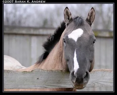 On retrouve cette particularit, chez les chevaux isabelles, rouans et gris, qui ont presque la tte noire, on appelle a :