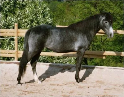 Cette particularit est due au mlange de poils blancs et noirs sur certaines parties du corps. C'est :