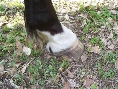 Comment appelle-t-on cette balzane dont le blanc comprend le paturon et la couronne ?