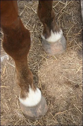 Cette balzane ne dpasse jamais le boulet, quel est son nom ?