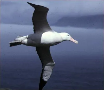 Suivons tous les bons conseils diététiques de Michel Fugain : ''Fais comme l'oiseau ! Ça vit d'air pur et... ''