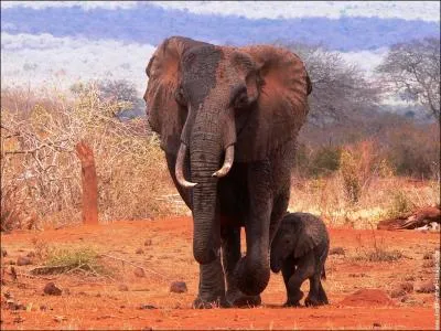 Qui a chanté ''Le Cimetière des éléphants'' ?