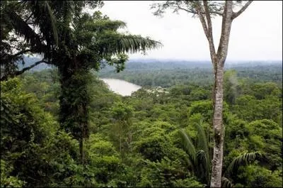 Dans quel Amérique se trouve la forêt amazonienne ?