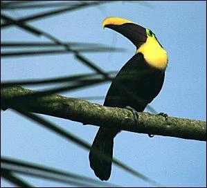 Allez courage ! Comment se nomme ce toucan ?