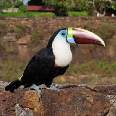 Et l, comment se nomme ce toucan ?