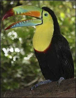Pour finir, quel est ce toucan ?