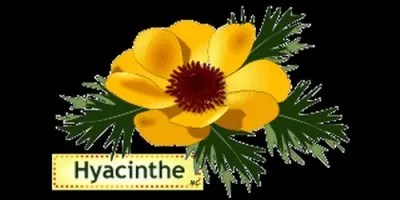 De quelle origine provient Hyacinthe, prénom que l'on fête le 17 aôut ?