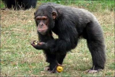 Comment s'appelle cette race de singe ?