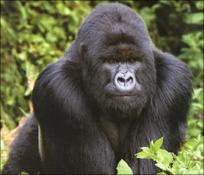 Quelle est cette race de singe ?