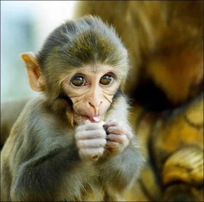 Comment s'appelle cette race de singe ?