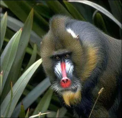 Quelle est cette race de singe ?