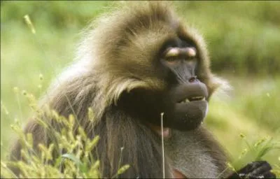 Cette race de singe s'appelle :