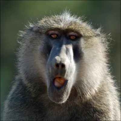Comment s'appelle cette race de singe ?