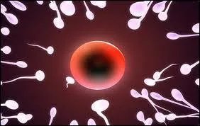 Comment s'appelle l'opration de strilisation chez l'homme ?