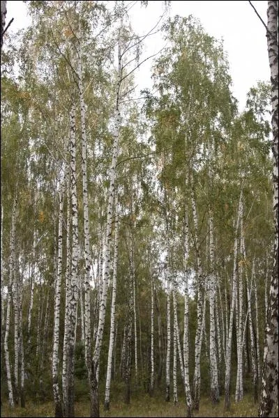 Cet arbre au tronc blanc et noir s'panouit dans les rgions du Nord. C'est le ... ?