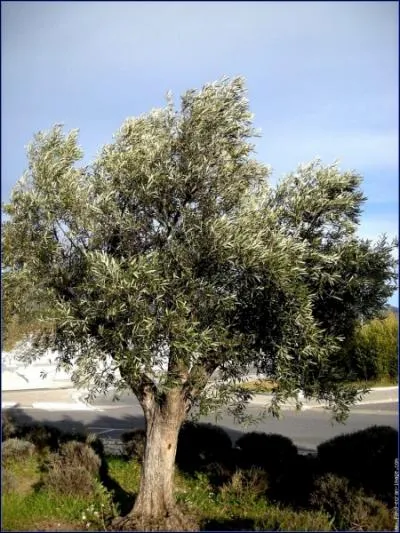 Typique des paysages mditerranens, cet arbre possde un beau feuillage argent ? C'est... ?