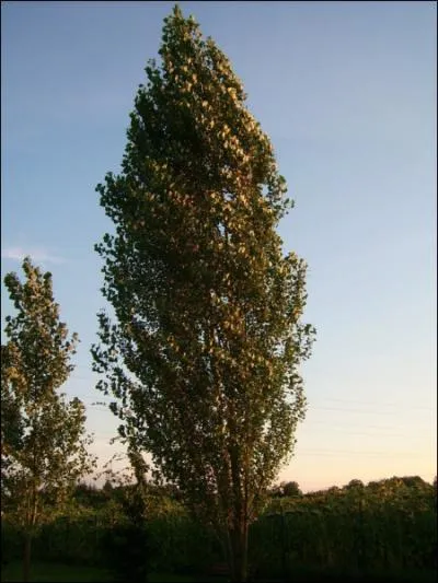 Cet arbre  la silhouette trs allonge se trouve souvent prs des cours d'eau. C'est le... ?