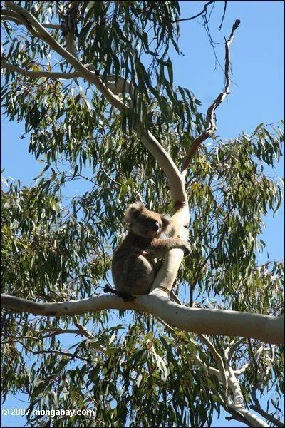 95% des forts australiennes sont composes de ces arbres qui nourrissent les koalas. Ce sont les... ?