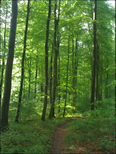 La fort domaniale de Lyons, en Haute Normandie, est principalement constitue ... ?