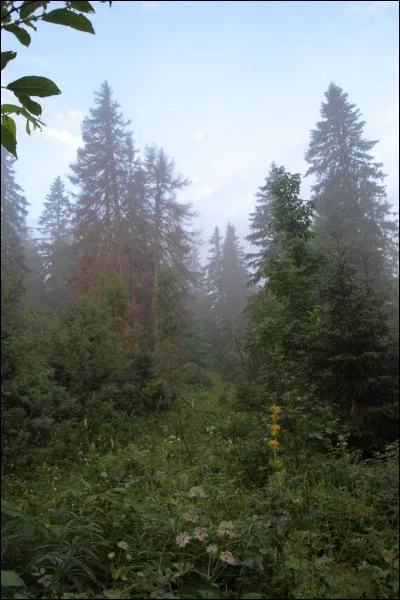 Une chneraie est une fort compose de chnes, une htraie est compose de htres et une pessire... ?