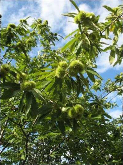 Cet arbre se caractrise par de longues feuilles denteles et par des fruits comestibles. Il s'agit du... ?