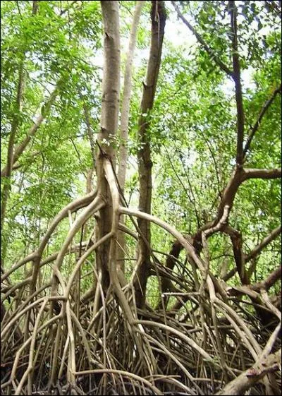 Ces arbres ont des racines ariennes. Ils forment la mangrove, une vgtation caractristique des littoraux tropicaux. Ce sont . . ?