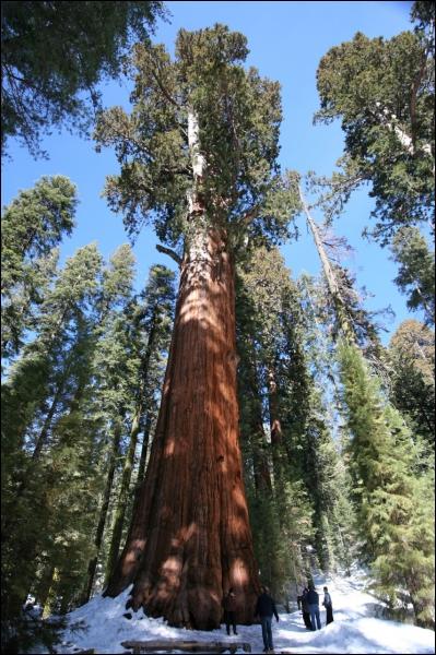 Cet arbre se trouve uniquement en Californie et peut vivre des milliers d'annes. C'est un... ?