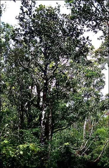 Cet arbre tropical produit un bois noir, trs prcieux. On l'utilise dans la fabrication des meubles ou des instruments de musique. C'est ... ?