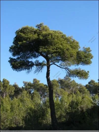 Cet arbre mditerranen, aussi appel parasol, est un ... ?