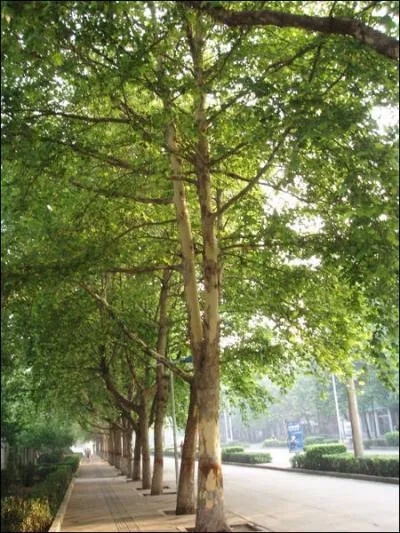 Utilis comme arbre d'alignement en ville, cet arbre se reconnat  ses feuilles en vantail et  son corce qui s'caillle par plaques. C'est ... ?
