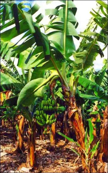 Cet arbre tropical est apprci pour ses fruits. C'est un... ?