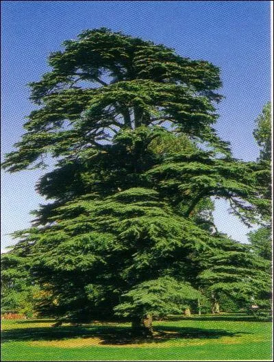 Cet arbre est le symbole du Liban, mais un plant ramen par Jussieu au XVIIIme sicle orne aujourd'hui le Jardin des Plantes,  Paris. Il s'agit d'un... ?
