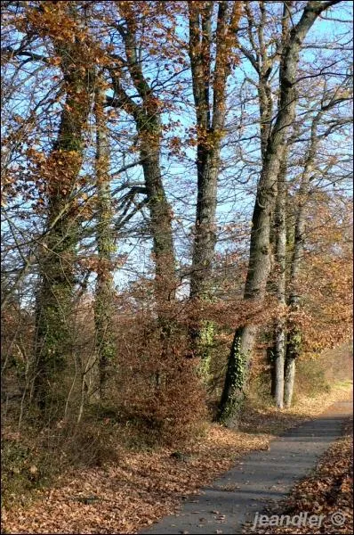 Prsent dans tout l'hmisphre Nord, on le reconnat  ses feuilles  lobes et  sa grande taille (20  30 m). Son fruit, le gland, est une nourriture de choix pour les cureuils. C'est le...