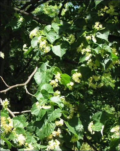 Cet arbre, apprci pour son miel et ses feuilles  tisane, se trouve dans les rgions tempres d'Europe. C'est un... ?