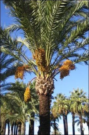 Cet arbre fruitier, caractristique des rgions mditerranennes est un palmier... ?