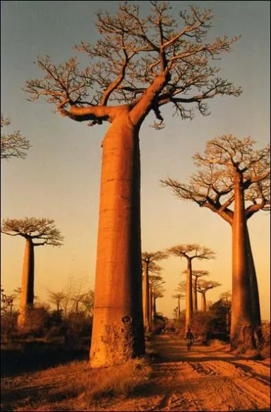 Ces gants africains servent traditionnellement d'arbres  palabres. Ce sont des... ?