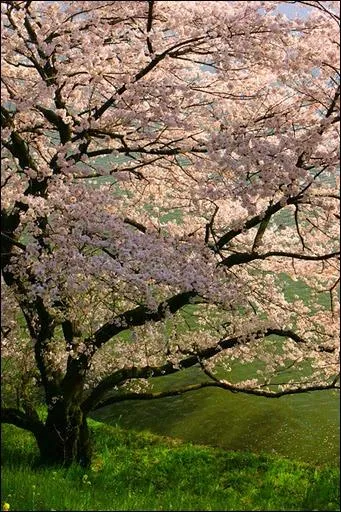Arbre national au Japon, le sakura ne donne pas de fruits comestibes mais sert d'ornementation. Son nom franais est... ?