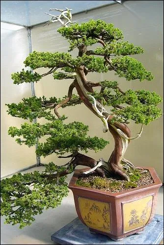 Encore un arbre dcoratif originaire d'Asie. Malgr sa taille miniature, il exige beaucoup de soins. C'est le... ?