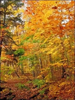 Sa sve donne du sirop et sa feuille figure sur le drapeau canadien. C'est... ?
