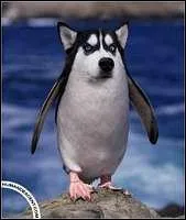 Quel est l'animal totem du Forum d'Euhlain ?